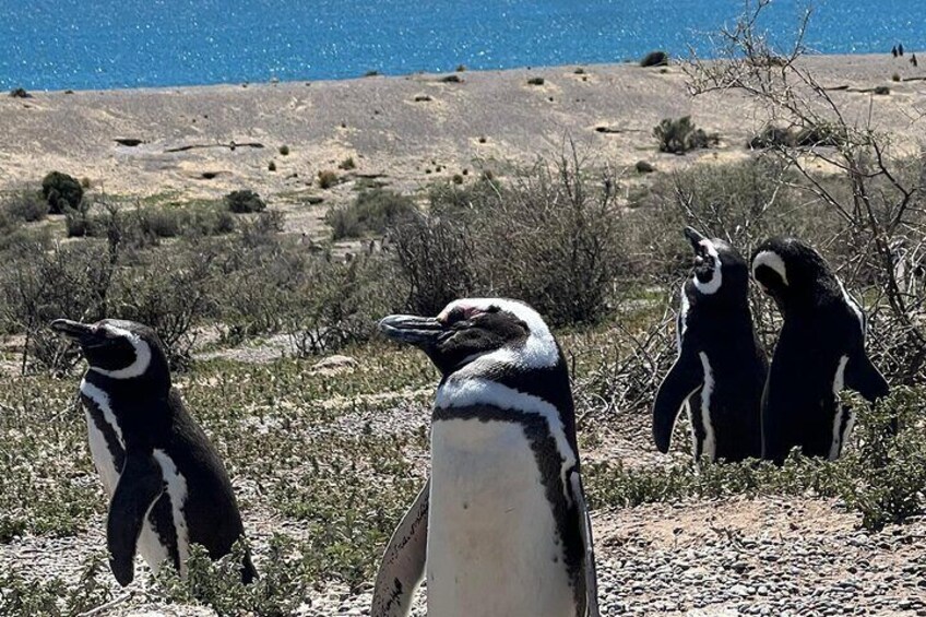 Punta Tombo Nature Reserve