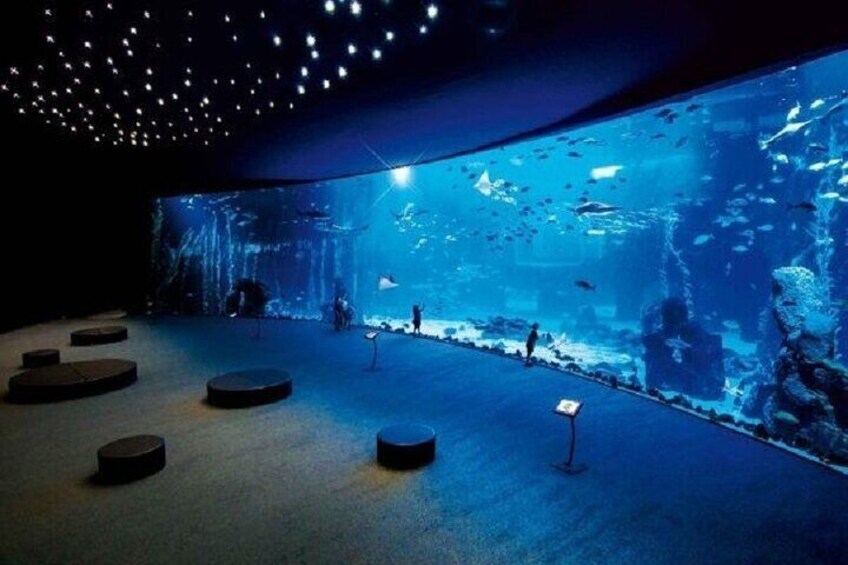 Explore the Wonders of the Grand Aquarium Adventure - Hurghada