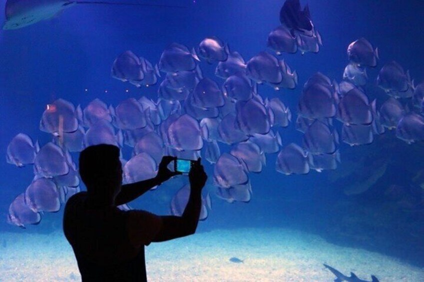 Explore the Wonders of the Grand Aquarium Adventure - Hurghada
