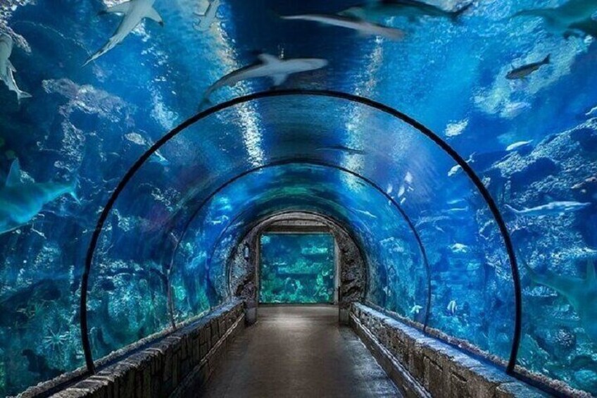 Explore the Wonders of the Grand Aquarium Adventure - Hurghada