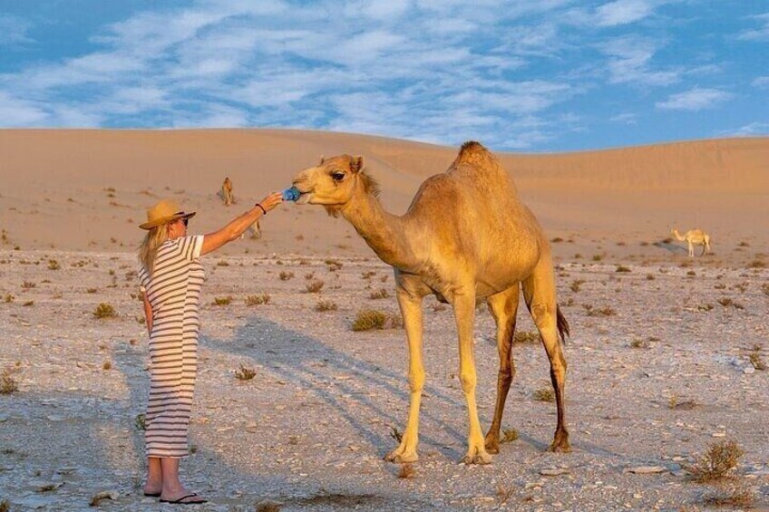 Combo : Dubai Desert Safari & Glow Garden Admission Tickets