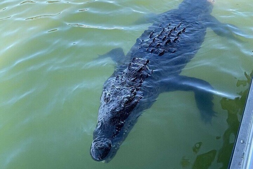 Private Black River Safari Tour from Montego Bay Resorts