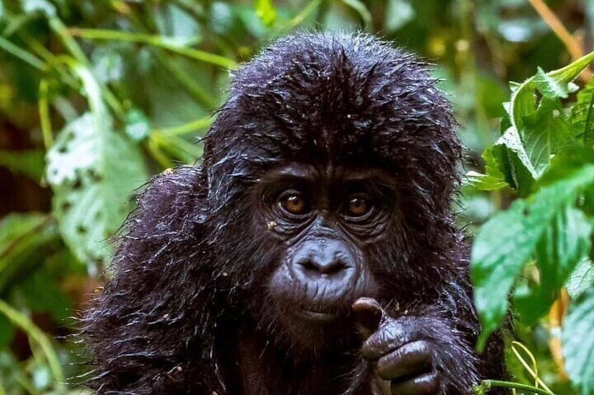 6 Days Ultimate Gorilla Trekking and Wildlife Safari 