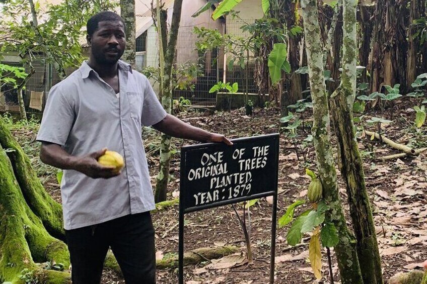 Tetteh Quarshie Cocoa Farm Tour