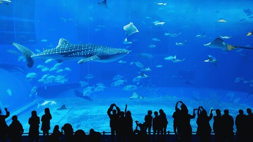 Seoul: Lotte World Aquarium Ticket