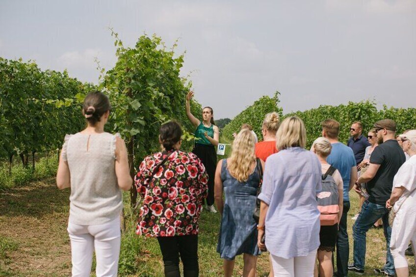 Valeggio: Sorsi d’Estate-3 young wines with guided tour