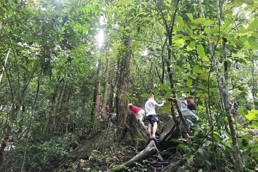 Phuket Jungle Trekking Experience at Khao Phra Taew National Park