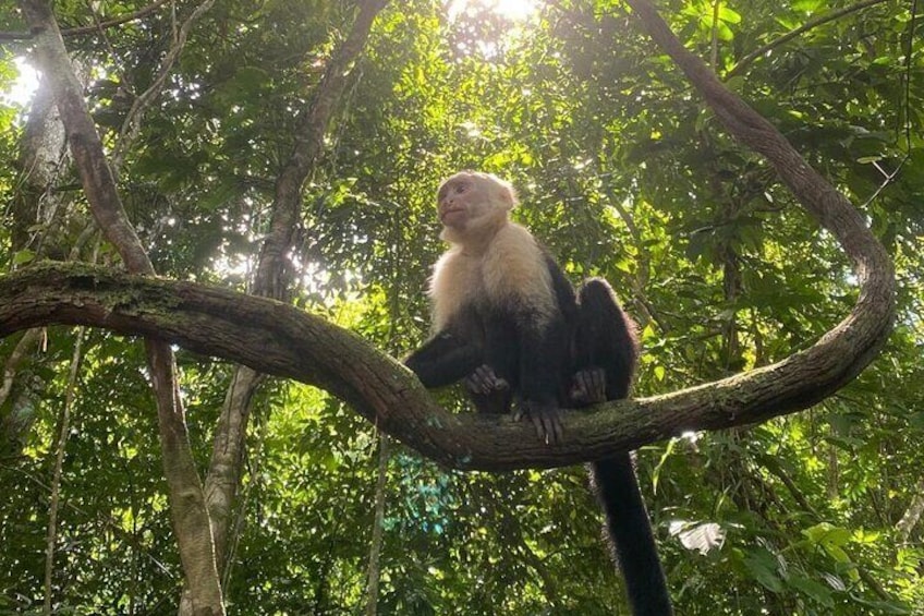 Crocodiles and Monkeys Tour to the Coast