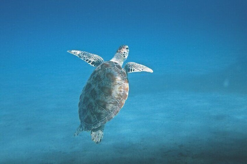 Hanauma Bay Snorkel