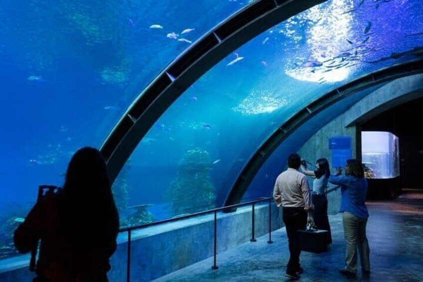 Mazatlan Tour Aquarium and Observatory 1873