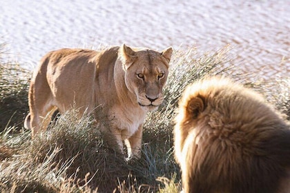 Big 5 Aquila Safari Full Day Tour and Lunch