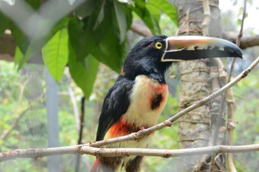 Roatan Monkey Sloth Macaws Chocolate Rum Sample