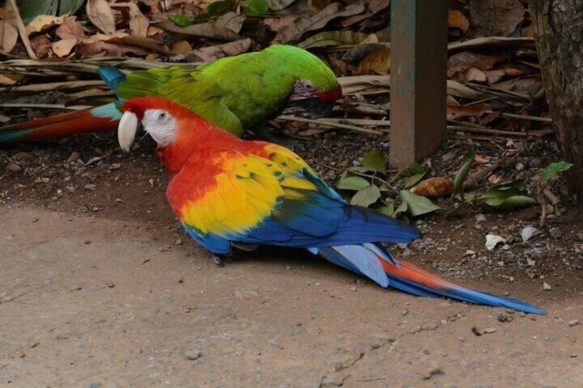 Roatan Monkey Sloth Macaws Chocolate Rum Sample