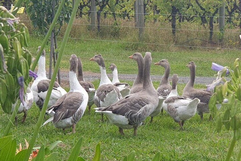 Yarra Valley Winery Healesville Wildlife Sanctuary