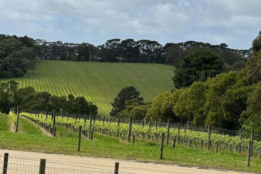 Vineyard at Yarra Valley