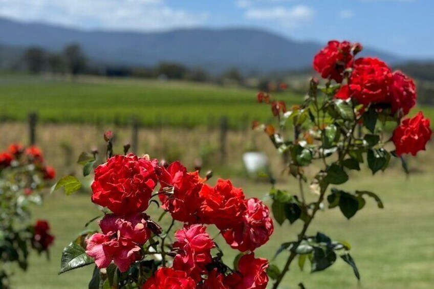 Yarra Valley Winery Healesville Wildlife Sanctuary Group tour