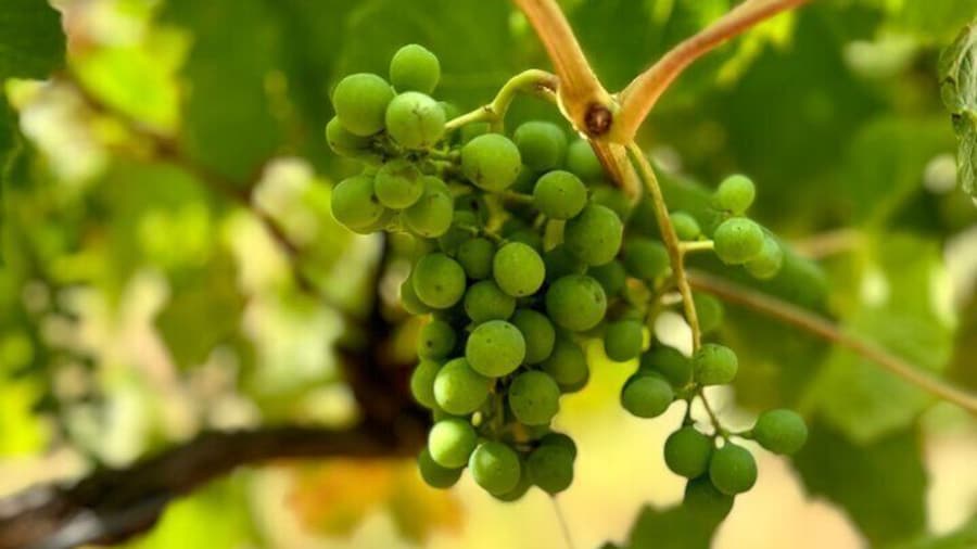 Vibrant green grapes glistening under the sunlight, showcasing the promise of Yarra Valley's finest wines.