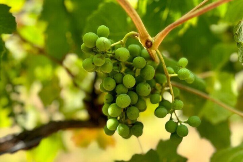 Vibrant green grapes glistening under the sunlight, showcasing the promise of Yarra Valley's finest wines.