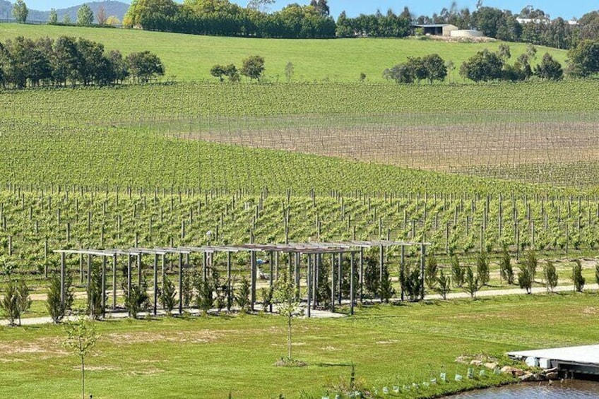 vineyards of Yara valley