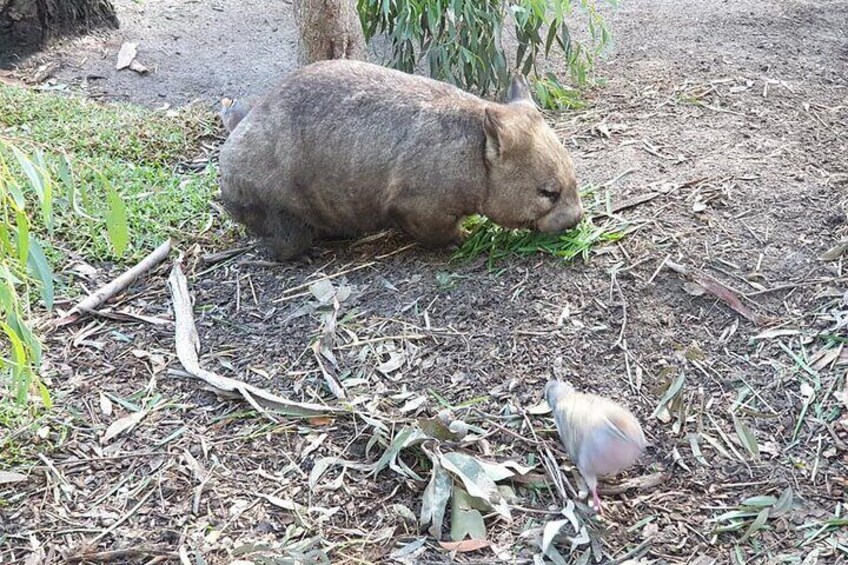 Yarra Valley Winery Healesville Wildlife Sanctuary Group tour