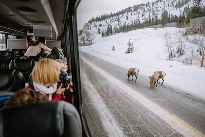 Private Chauffeur or Vehicle Tour of Banff National Park Canada