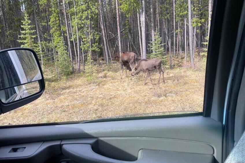 We could spot wildlife anywhere and anytime as long as we are in the national parks!