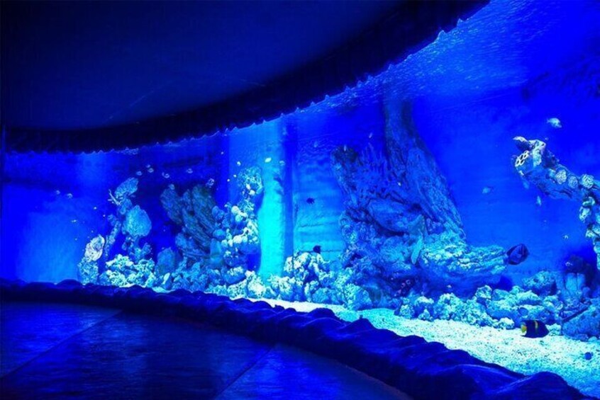 Discover the Marvels of the Grand Aquarium Adventure - Hurghada