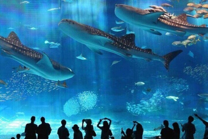 Discover the Marvels of the Grand Aquarium Adventure - Hurghada