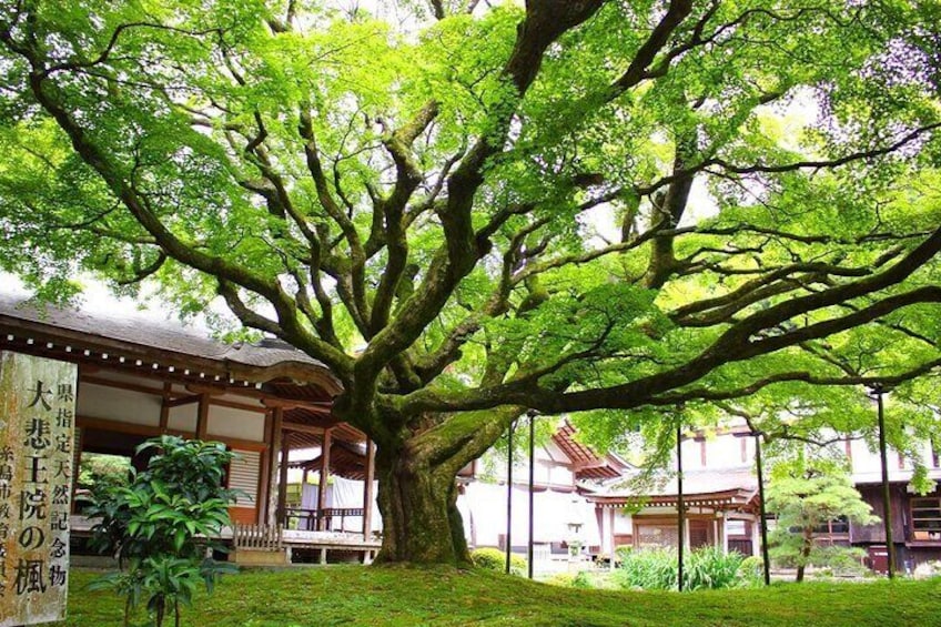 The temple houses a number of nationally designated important cultural properties, including the "Standing Wooden Thousand-armed Avalokitesvara" and "Seated Wooden Statue of Seiga Shonin.