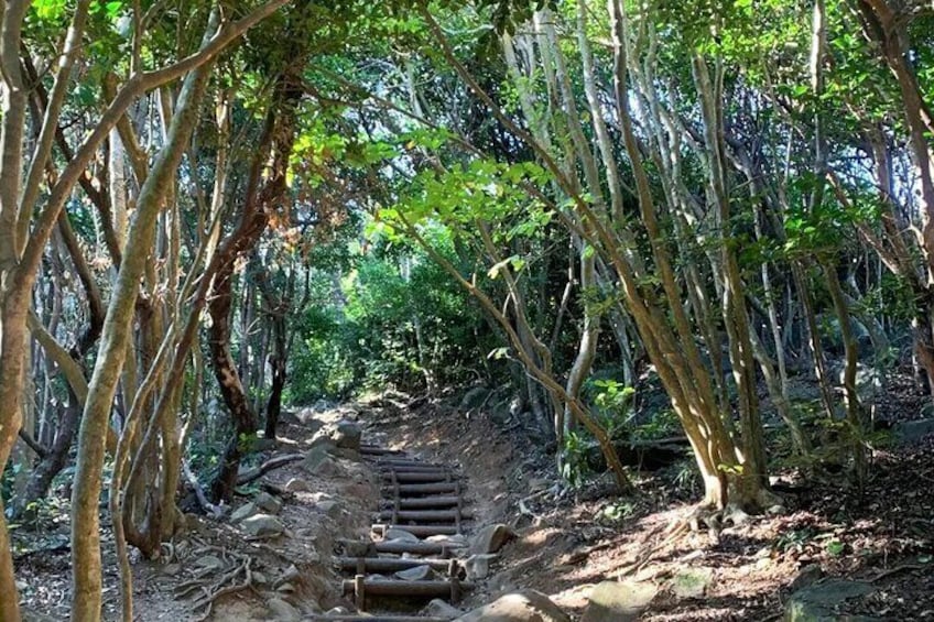 In the Akuya Daimon Park on Itoshima Island, there is a forest trail surrounded by seaside shrubs. The entrance to the trail is covered by trees, which is a bit hidden.