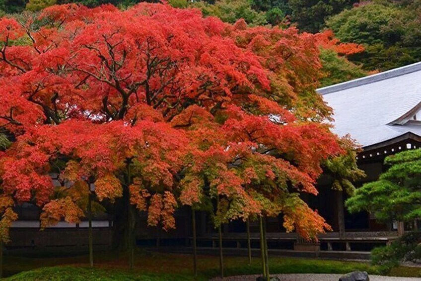 Leishan Qianru Temple Dabeiwangyuan is a renowned spot for autumn maple views, featuring a beautiful courtyard, a 4-meter-tall Thousand-armed Guanyin statue, and five hundred arhats lining.