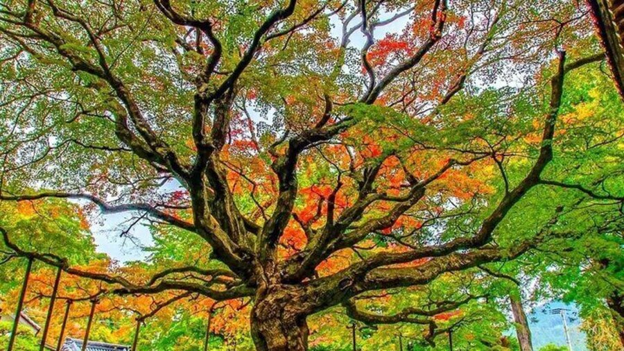 There is a large maple tree about 400 years old in the temple grounds, which has been designated as a natural monument of Fukuoka Prefecture.