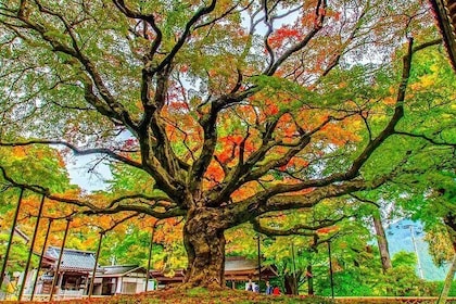 Shiraito Falls Raizan Temple Sakurai Meotoiwa Tour from Fukuoka