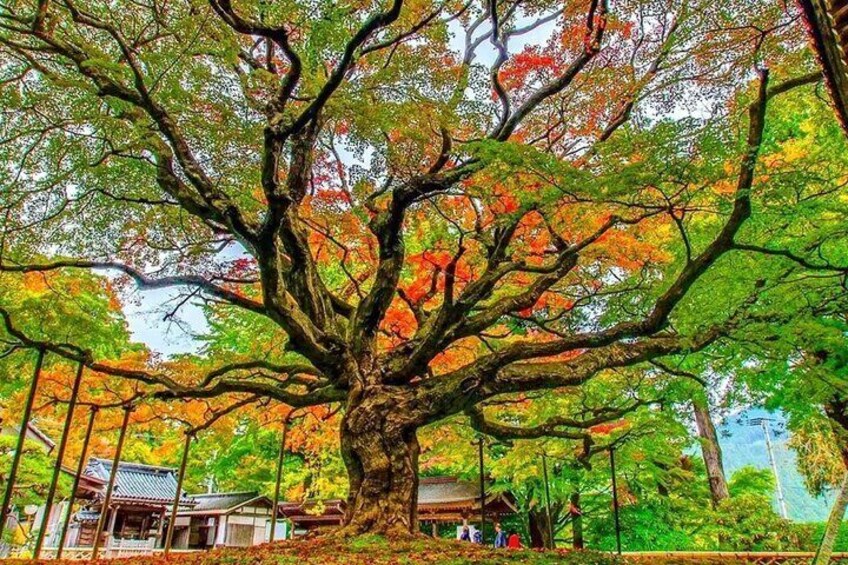There is a large maple tree about 400 years old in the temple grounds, which has been designated as a natural monument of Fukuoka Prefecture. 