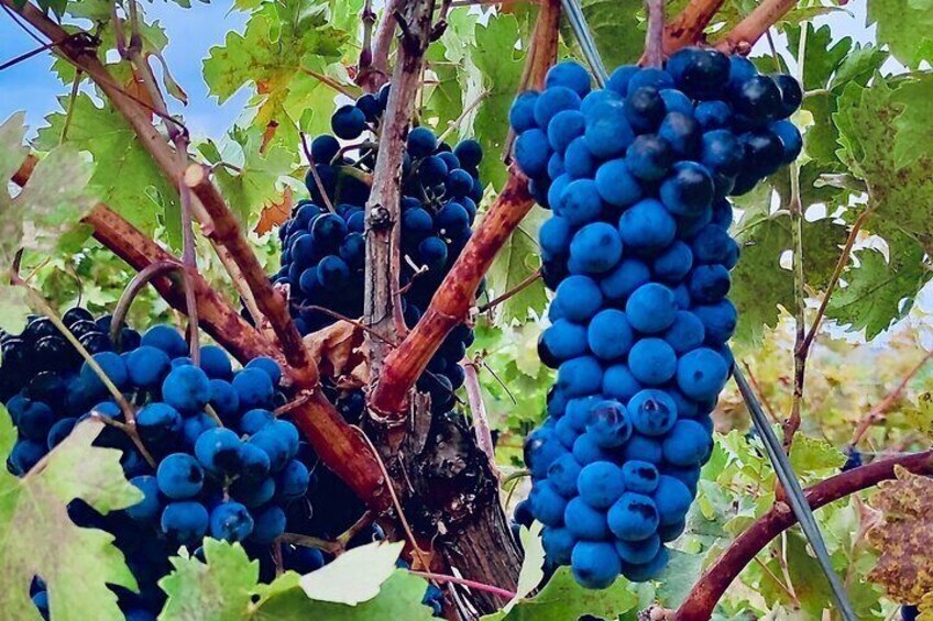 Visit Cuenca and a Vineyard in Spanish Tuscany from Madrid