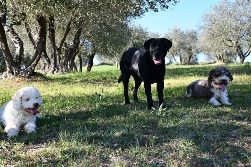Freddie,Pepita e Moka