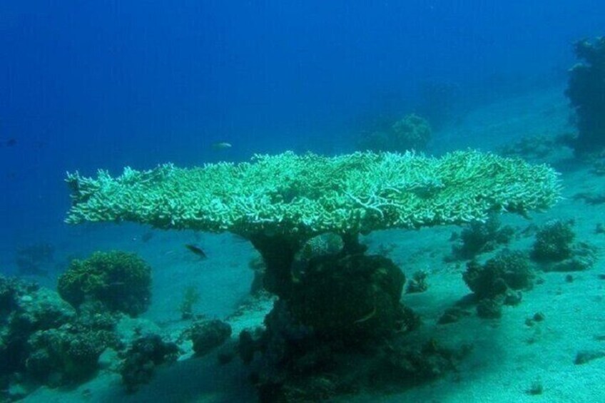 Marsa Mubarak Snorkeling Experience & Lunch – Marsa Alam