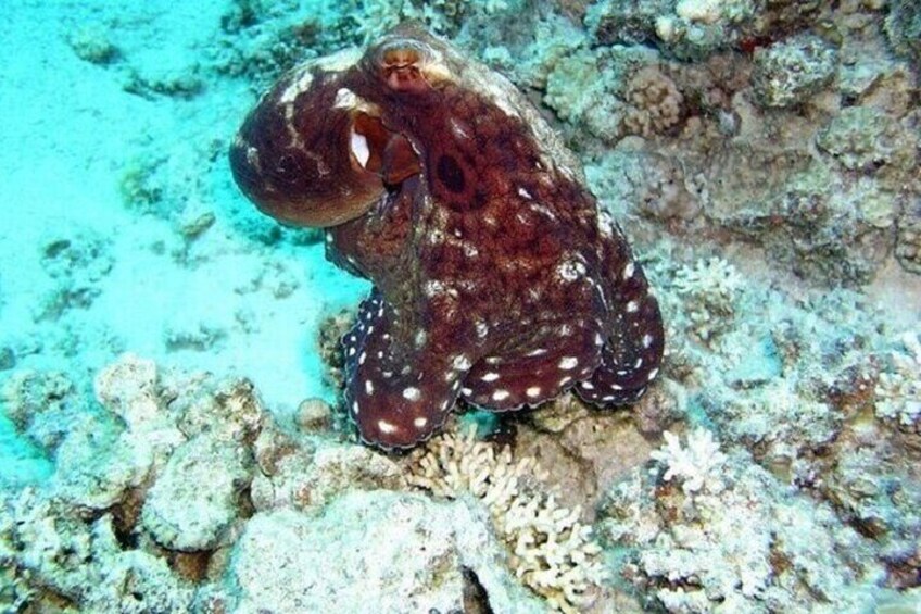 Marsa Mubarak Snorkeling Experience & Lunch – Marsa Alam
