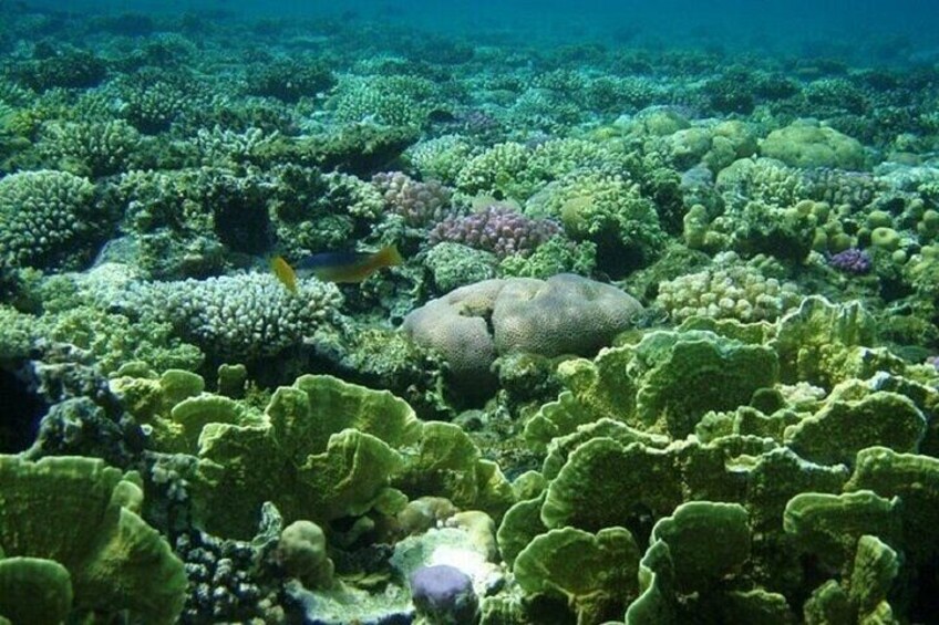 Marsa Mubarak Snorkeling Experience & Lunch – Marsa Alam