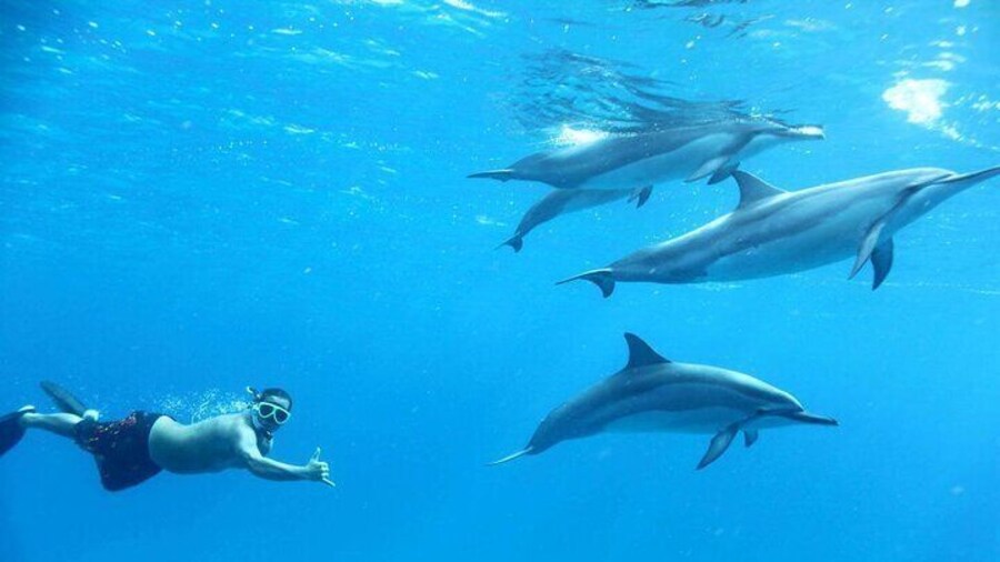 Swim with Dolphin in Sataya Reef Snorkeling Sea Trip – Marsa Alam