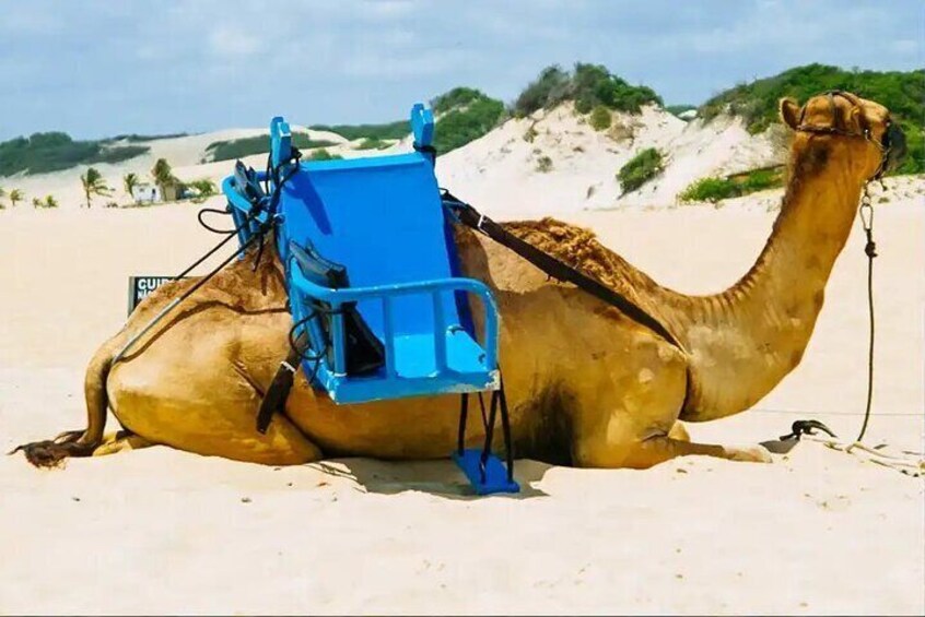 Djerba Camel Ride and Scenic Lagoons