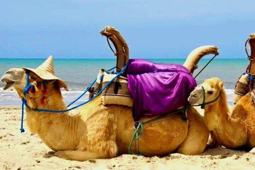 Djerba Camel Ride and Scenic Lagoons