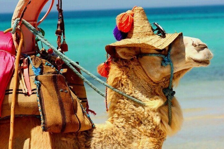Djerba Camel Ride and Scenic Lagoons