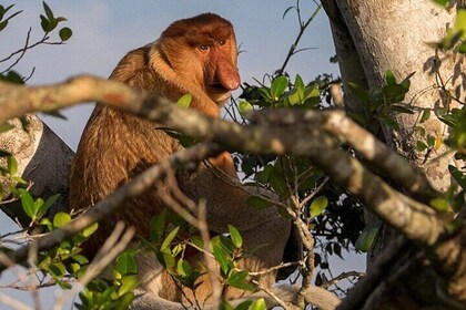 Visite de la ville de Kota Kinabalu et croisière sur la rivière Klias