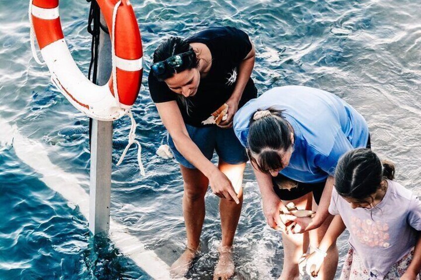 Fish Feeding Activity in Darwin