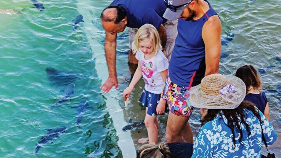 Fish Feeding Activity in Darwin