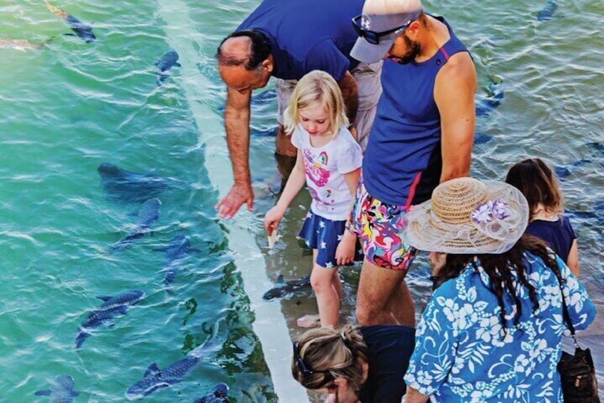 Fish Feeding Activity in Darwin