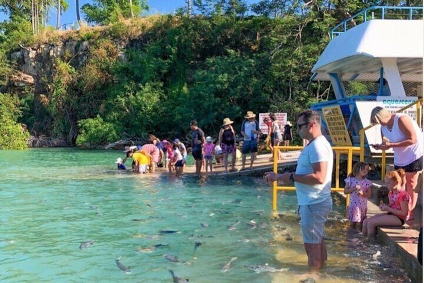 Fish Feeding Activity in Darwin