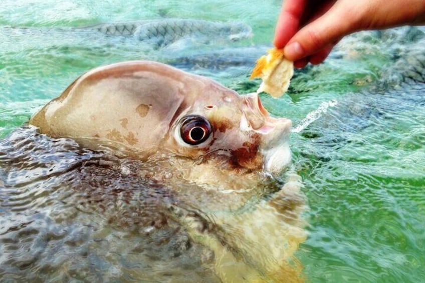 Fish Feeding Activity in Darwin