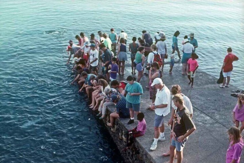 Fish Feeding Activity in Darwin